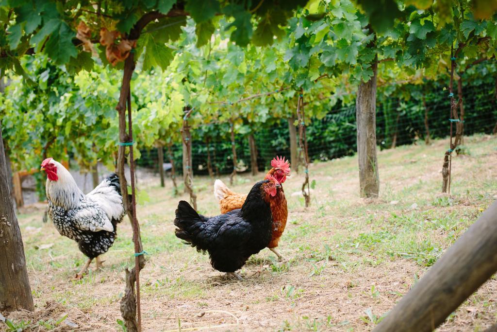Agriturismo Mareli Villa Camaiore Bagian luar foto